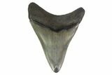 3.56" Fossil Megalodon Tooth - Serrated Blade - #130816-1